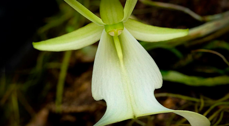 Ghoulish Plants in Folklore: Online