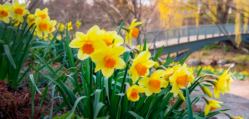 Daffodils in Colored Pencil