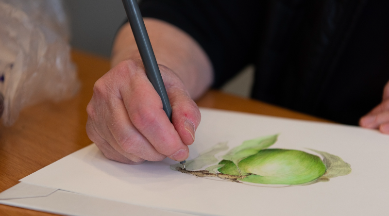 Botanical Drawing 2: Online