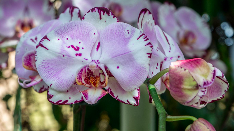Orchid Garden Date Night
