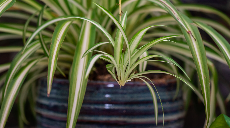 Introduction to Houseplant Care