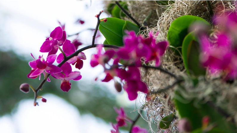 Singing Bowl Meditation with the Orchids