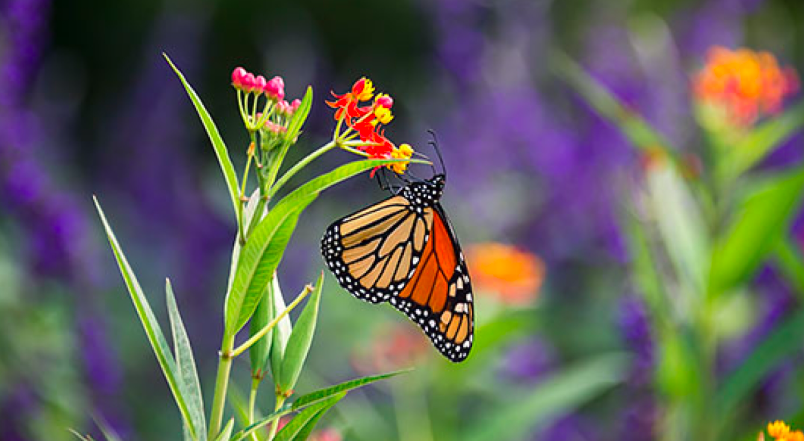 Paths of Pollinators Walk