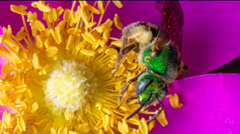 Macro Photography: The Unseen World
