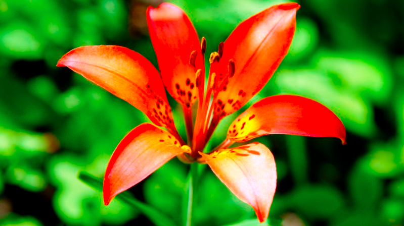 Native Bulbs and Their Allies