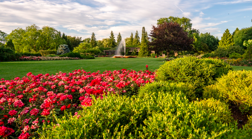 Yoga in the Rose Garden