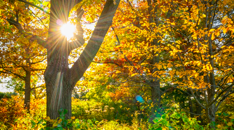 Nature Poetry Walk