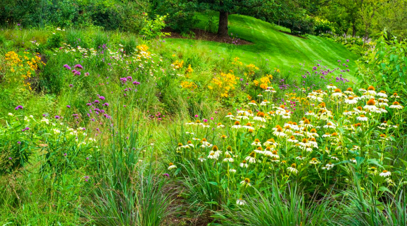 Rooted Renewal: Mindful Movement in the English Oak Meadow