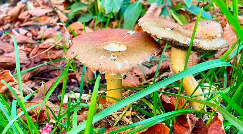 Cultivating Mushrooms in Your Garden
