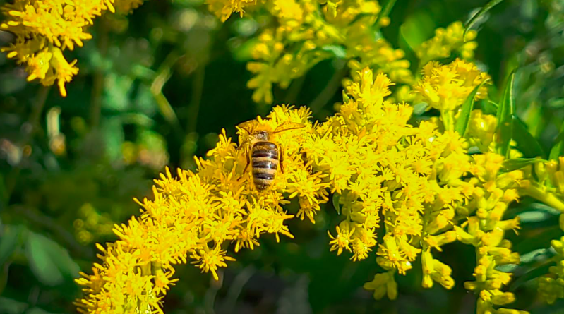 Colorful Flowers for the Fall Garden