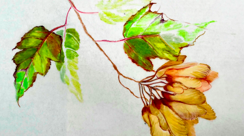 Fall Leaves in Colored Pencil on Film