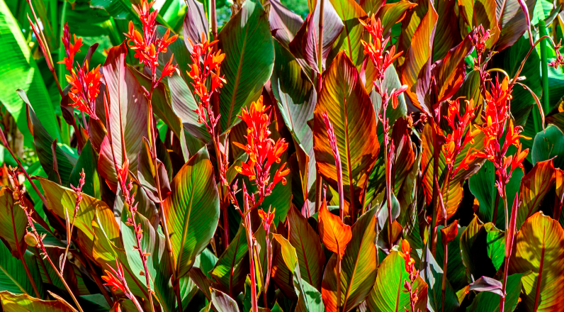 Overwintering Tropical Plants
