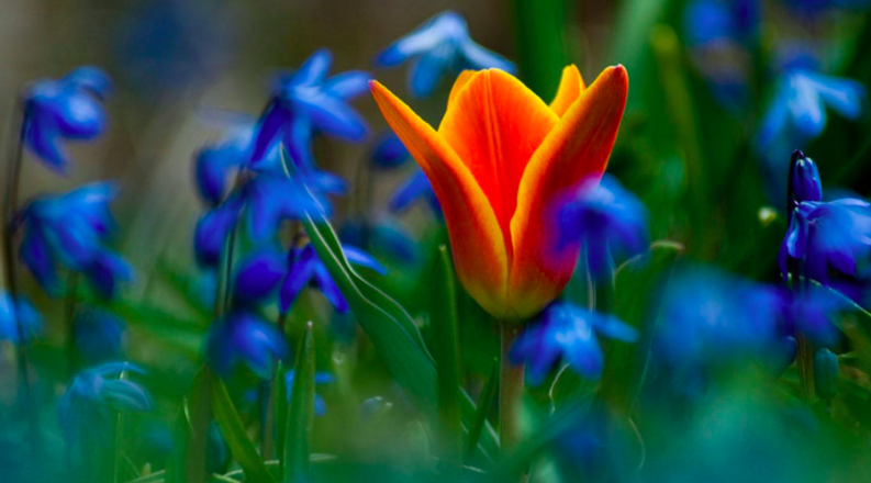 Bulbs for a Stunning Spring