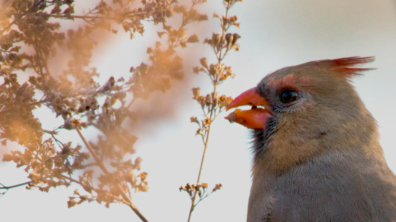 Fall Migration Bilingual Bird Walk