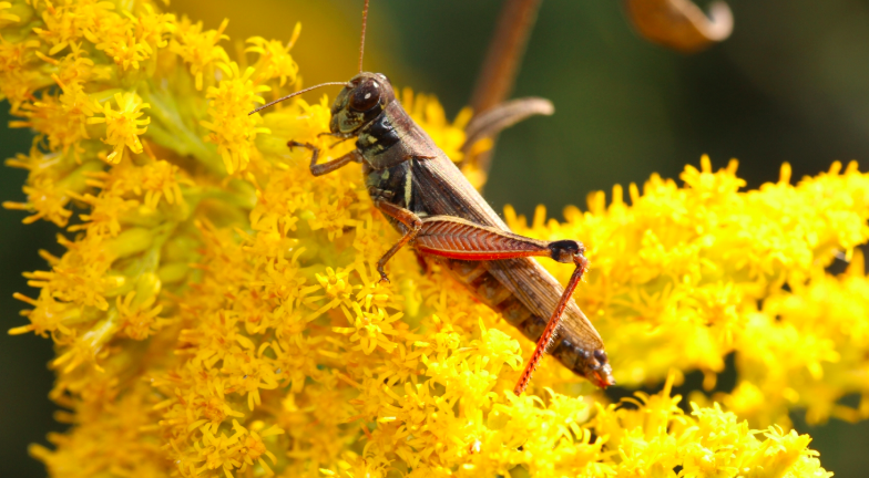All Things Insect