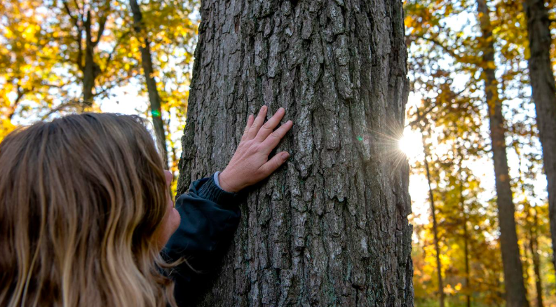 Tree Anatomy and Physiology