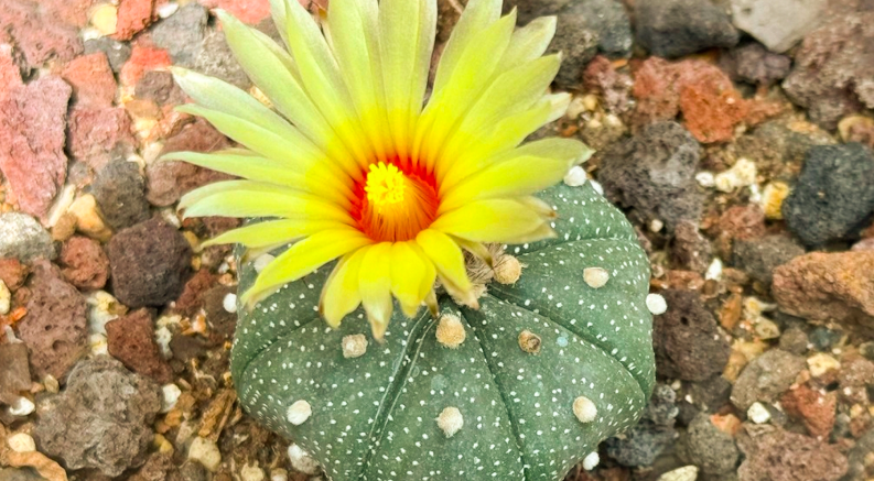 Succulents Made Simple