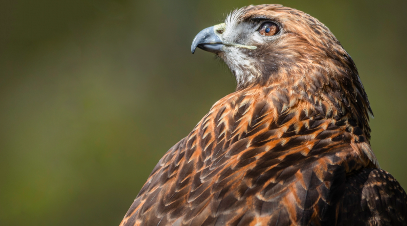 Fall Frights Bird Walk