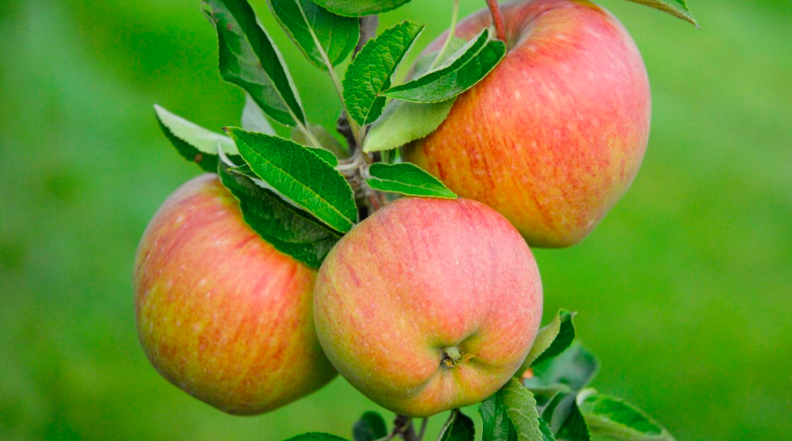 Autumn Harvest: Fruit Tasting and Cheese Pairing
