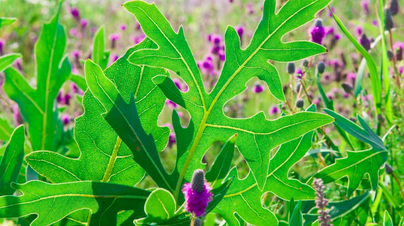 Native Plants for Year-Round Interest