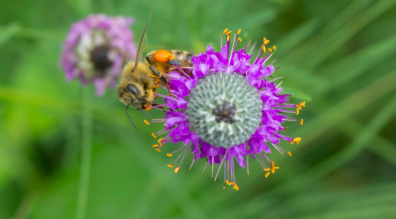 Native Bees in Fall