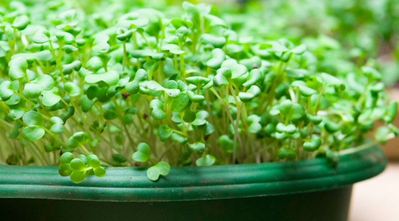 Growing Microgreens Workshop