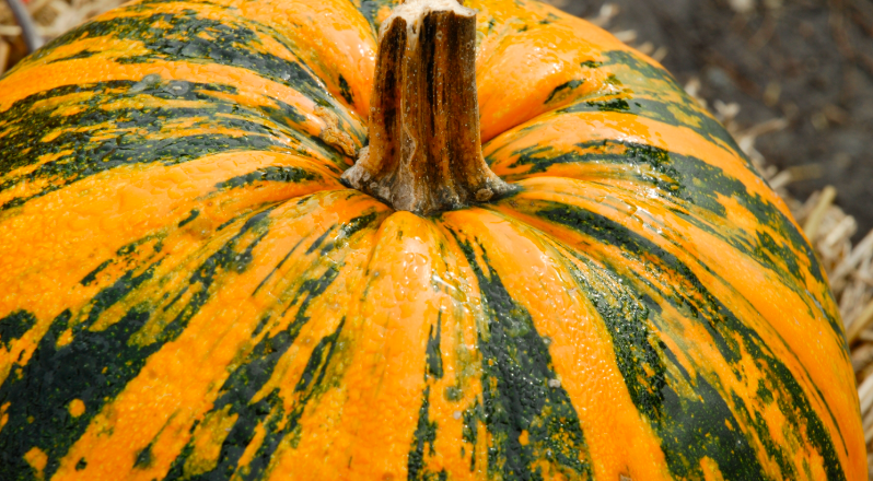 Demonstration Baking: Pumpkin Desserts