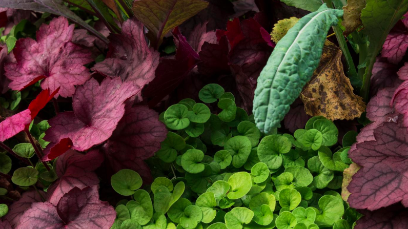 Woody Plants for Four Seasons