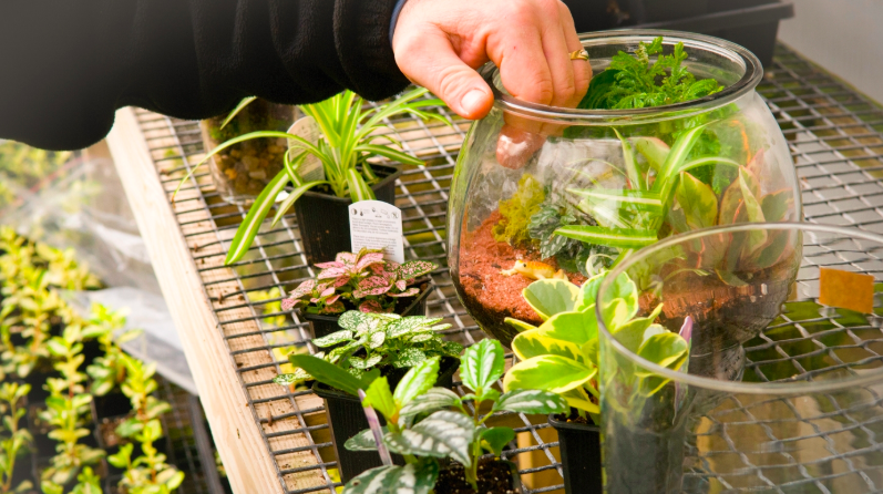 Build A Terrarium Workshop