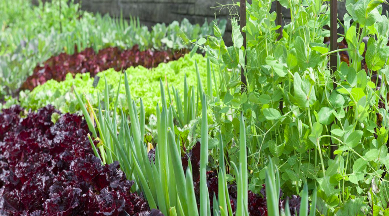 Plan Next Year's Vegetable Garden