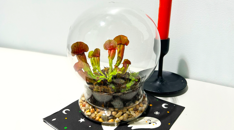 Carnivorous Plant Terrarium Workshop