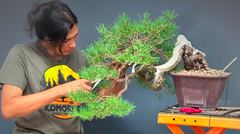 Advanced Bonsai: Pine Bonsai Workshop