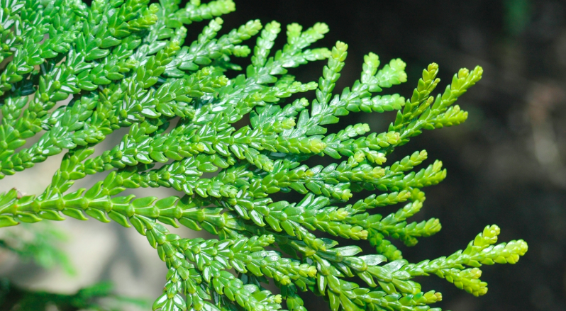 Conifers: Form, Texture, and Impact