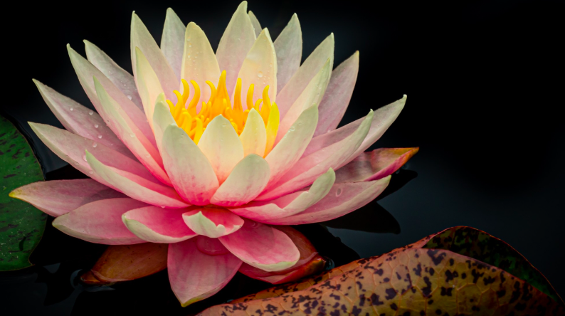Lightroom Classic: New Features and Essential Review