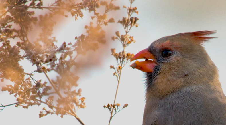Winter Bilingual Bird Walk