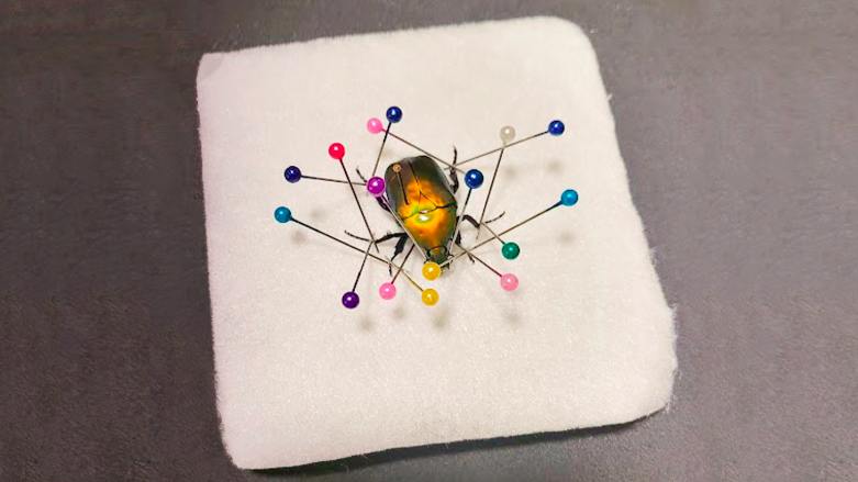 Beetle Pinning Workshop