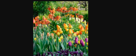 Around the World in 80 Plants: Online