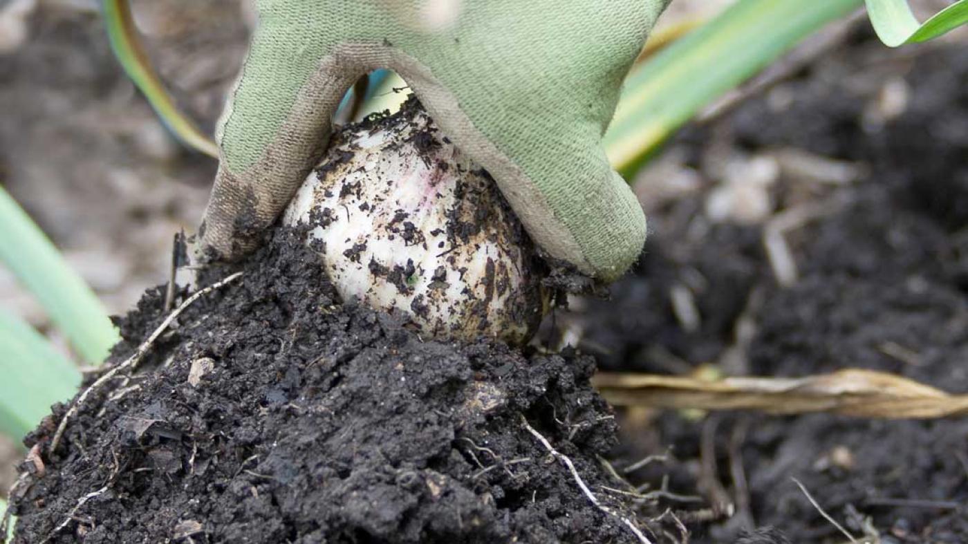 Gardening Techniques: Session C