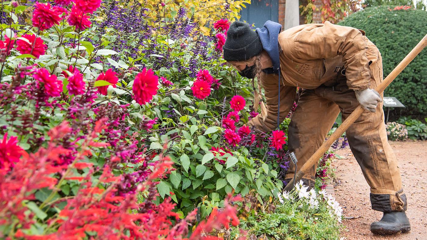 Dig, Divide, and Store Dahlias