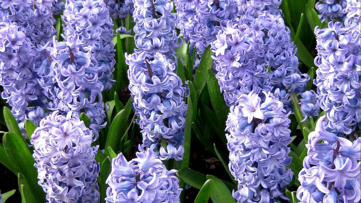 The Fragrant Garden
