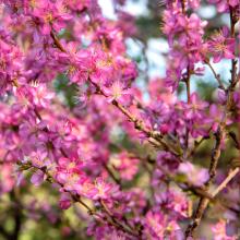 Small Flowering Trees