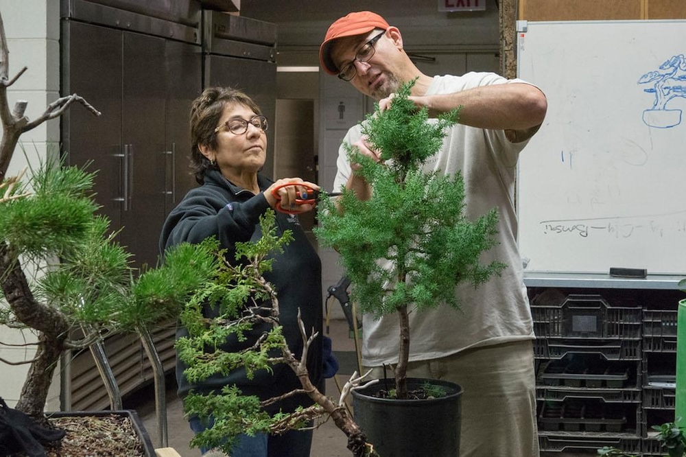Bonsai: Bring Your Own Tree Workshop