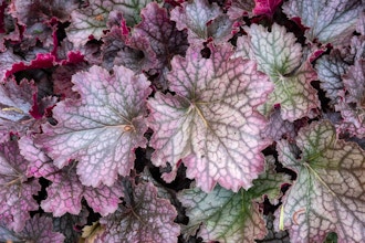 Glorious Ground Covers