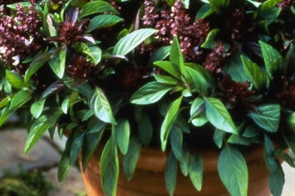 Indoor Herbs & Houseplants