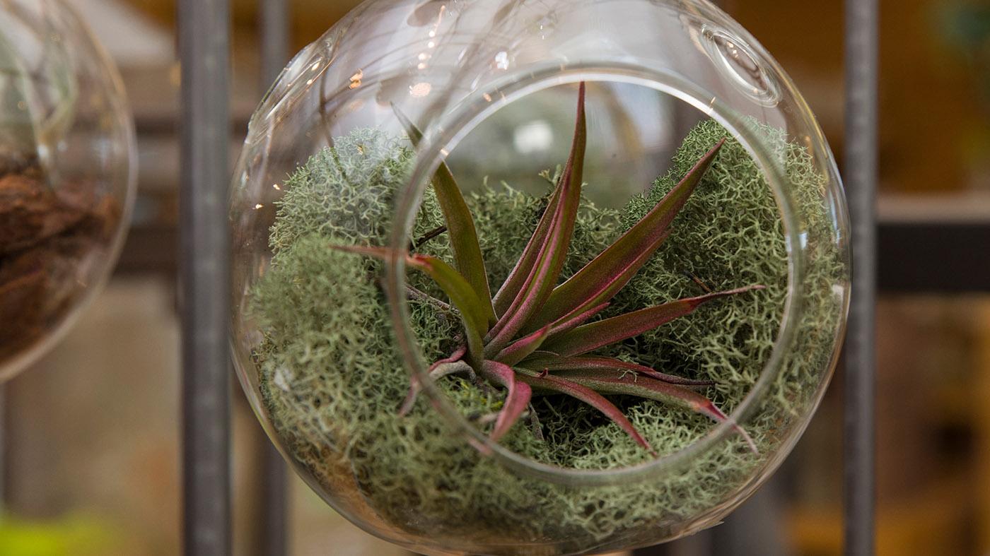 Create an Air Plant Terrarium