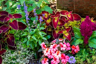 Annuals to Maximize All-Season Bloom