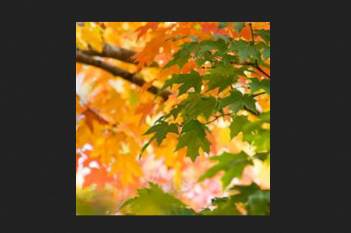Native Trees for the Home Garden: Online