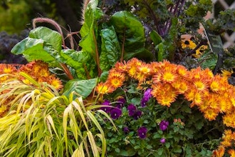 Autumn Containers at the Garden