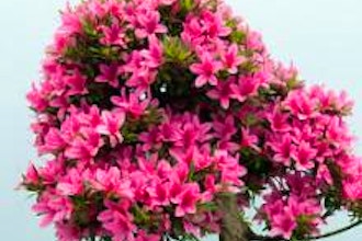 Azalea Bonsai Workshop: Online