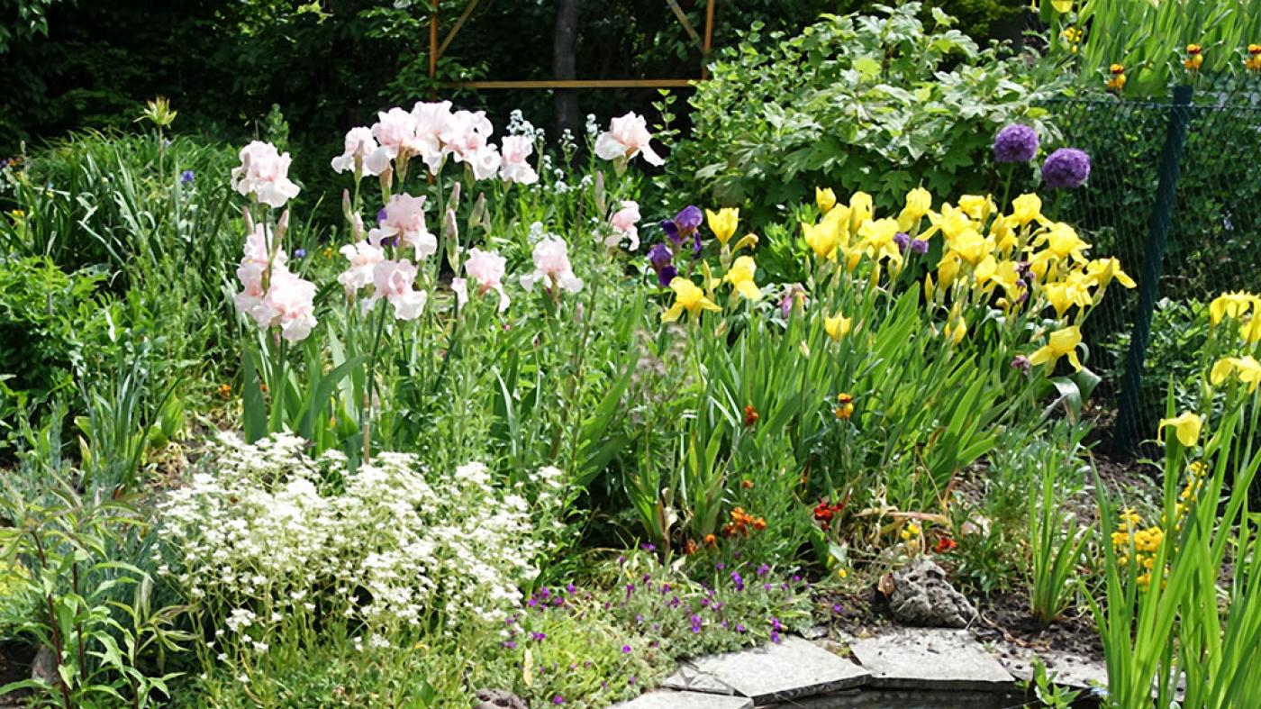 Backyard Design
